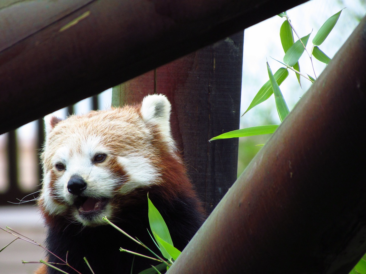 Raudona,  Panda,  Raudonoji Panda,  Valgymas,  Sėdi,  Gyvūnas,  Laukinė Gamta,  Alkanas, Nemokamos Nuotraukos,  Nemokama Licenzija