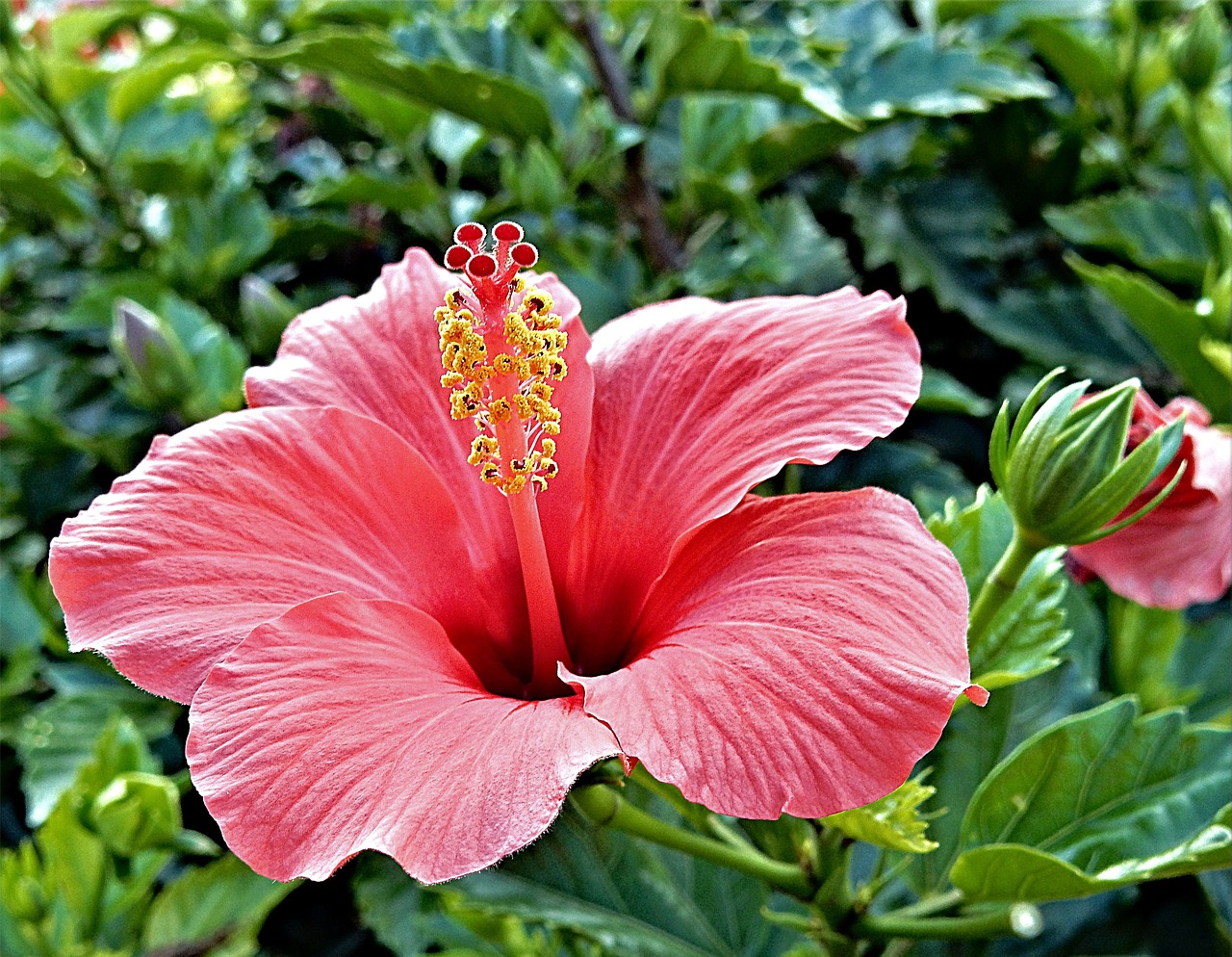 Raudona,  Hibiscus,  Gėlė,  Gėlių,  Gamta,  Augalas,  Žydėti,  Žiedas,  Atogrąžų,  Egzotiškas