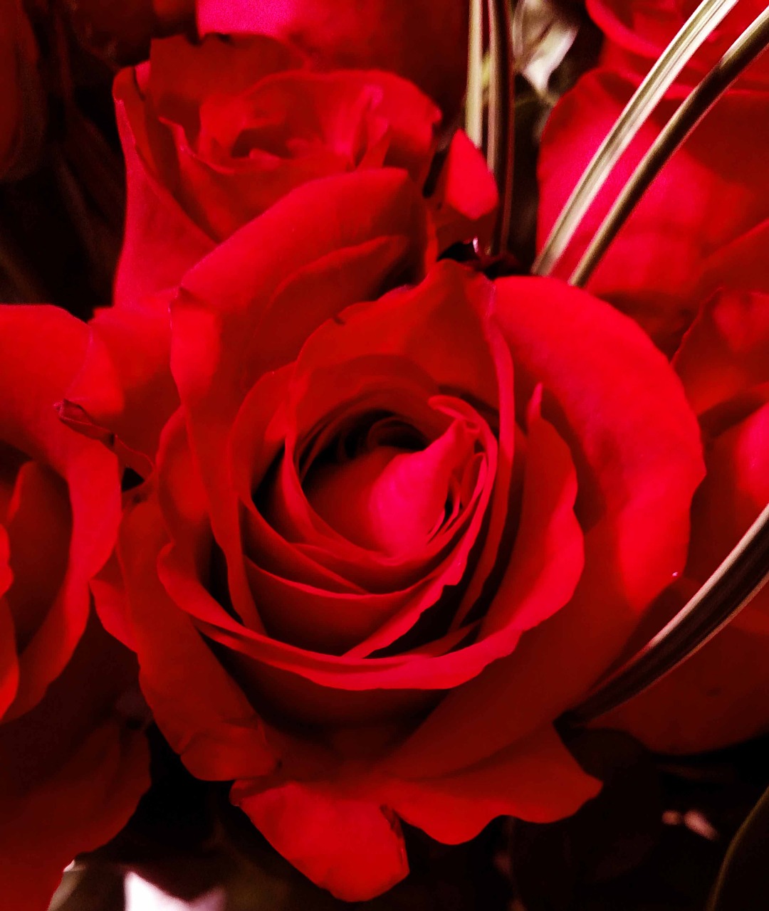 Raudona, Rožė, Raudonos Rožės, Gėlė, Valentine, Budas, Nemokamos Nuotraukos,  Nemokama Licenzija