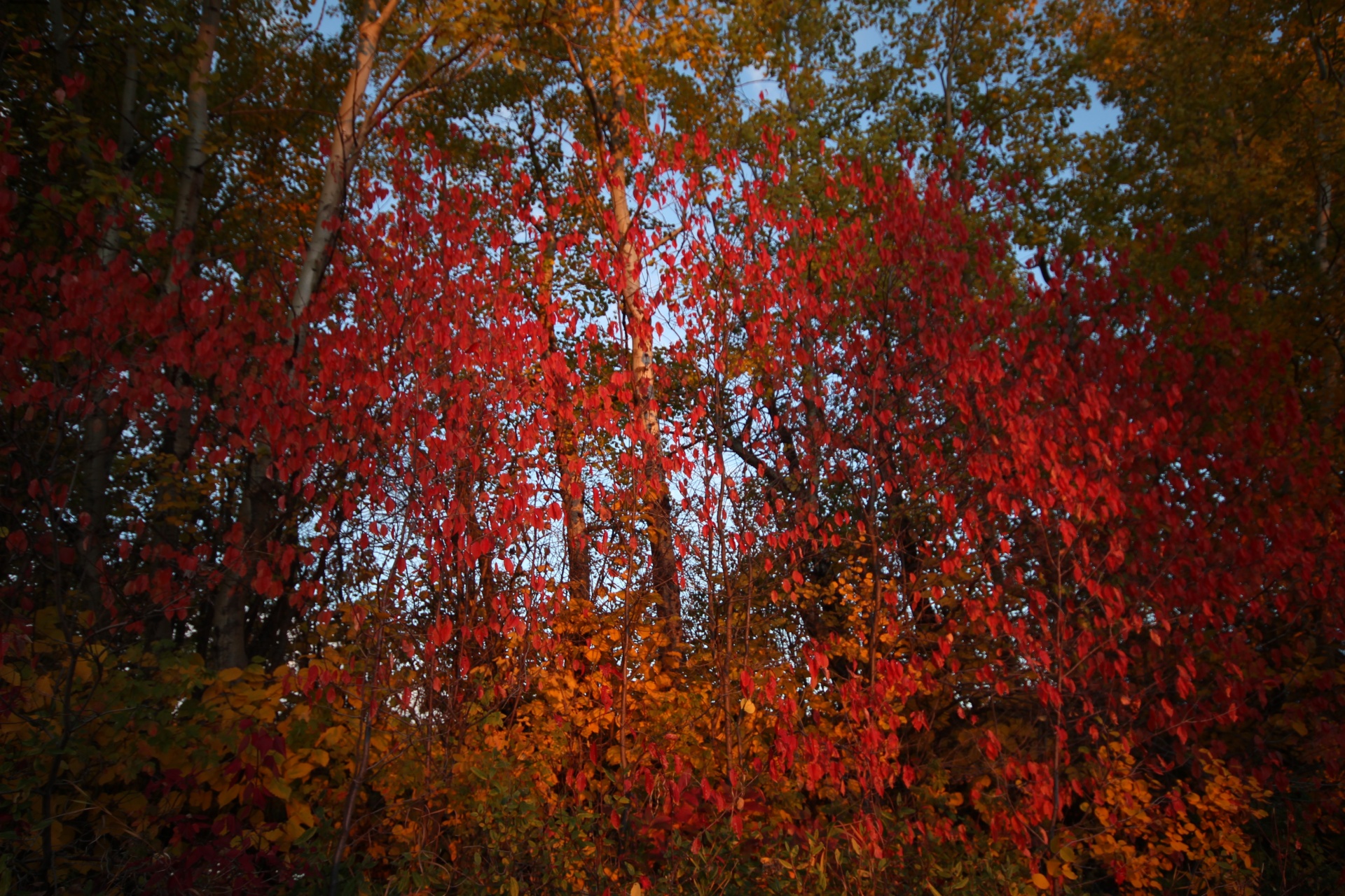 Red autumn. Красная осень России. Ред Аутумн. Осень красный синий. Красная осень в Германии.