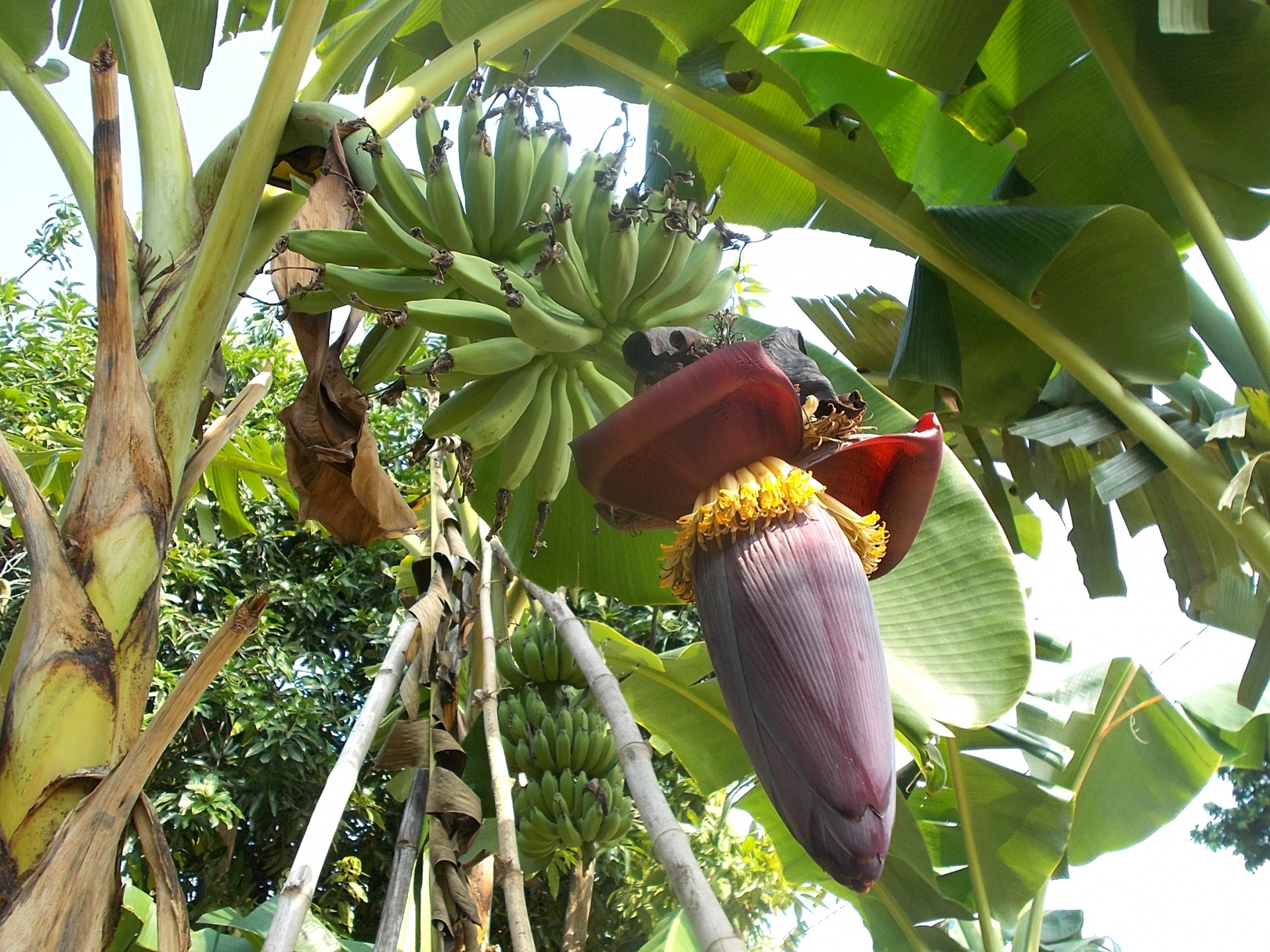 Raudona,  Bananas,  Bananai,  Atogrąžų,  Egzotiškas,  Vaisiai,  Vaisiai,  Gėlė,  Gėlės,  Kabantis