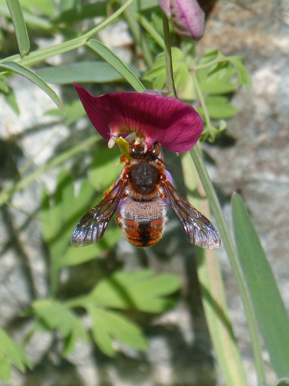 Raudona Biče,  Rhodanthidium Sticticum,  Libar,  Gamta,  Vabzdys,  Augalas,  Lauke,  Be Honoraro Mokesčio, Nemokamos Nuotraukos,  Nemokama Licenzija