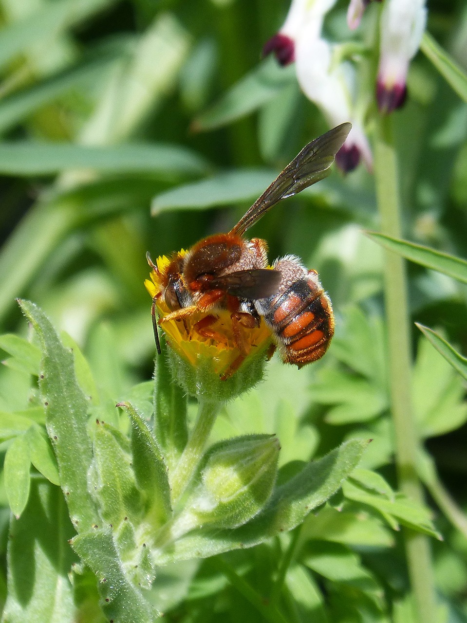 Raudona Biče,  Rhodanthidium Sticticum,  Libar,  Gamta,  Vabzdys,  Antofilas,  Augalas,  Be Honoraro Mokesčio, Nemokamos Nuotraukos,  Nemokama Licenzija