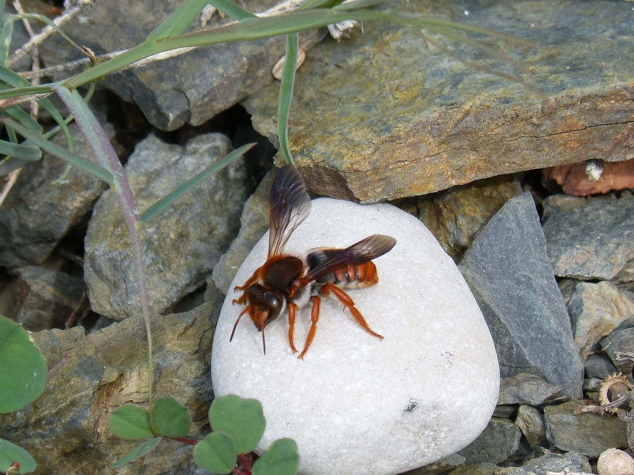 Raudona Biče,  Rhodanthidium Sticticum,  Gamta,  Vabzdys,  Lauke,  Animalia,  Be Honoraro Mokesčio, Nemokamos Nuotraukos,  Nemokama Licenzija