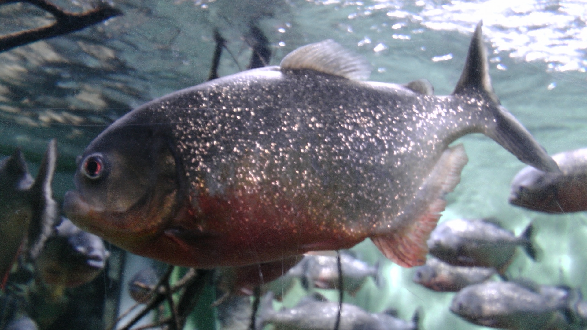 Piranha,  Raudona,  Pilvas,  Piranhas,  Žuvis,  Žuvys,  Plaukti,  Maudytis,  Raudona Pilvas Piranha, Nemokamos Nuotraukos