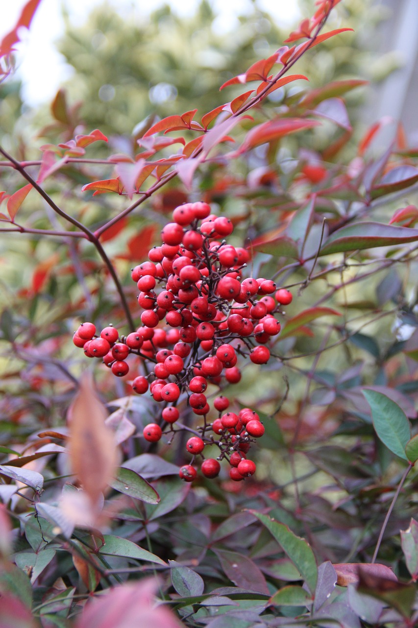 Raudonos Uogos, Dangaus Bambukas, Gamta, Nandina Uogos, Krūmas, Nemokamos Nuotraukos,  Nemokama Licenzija