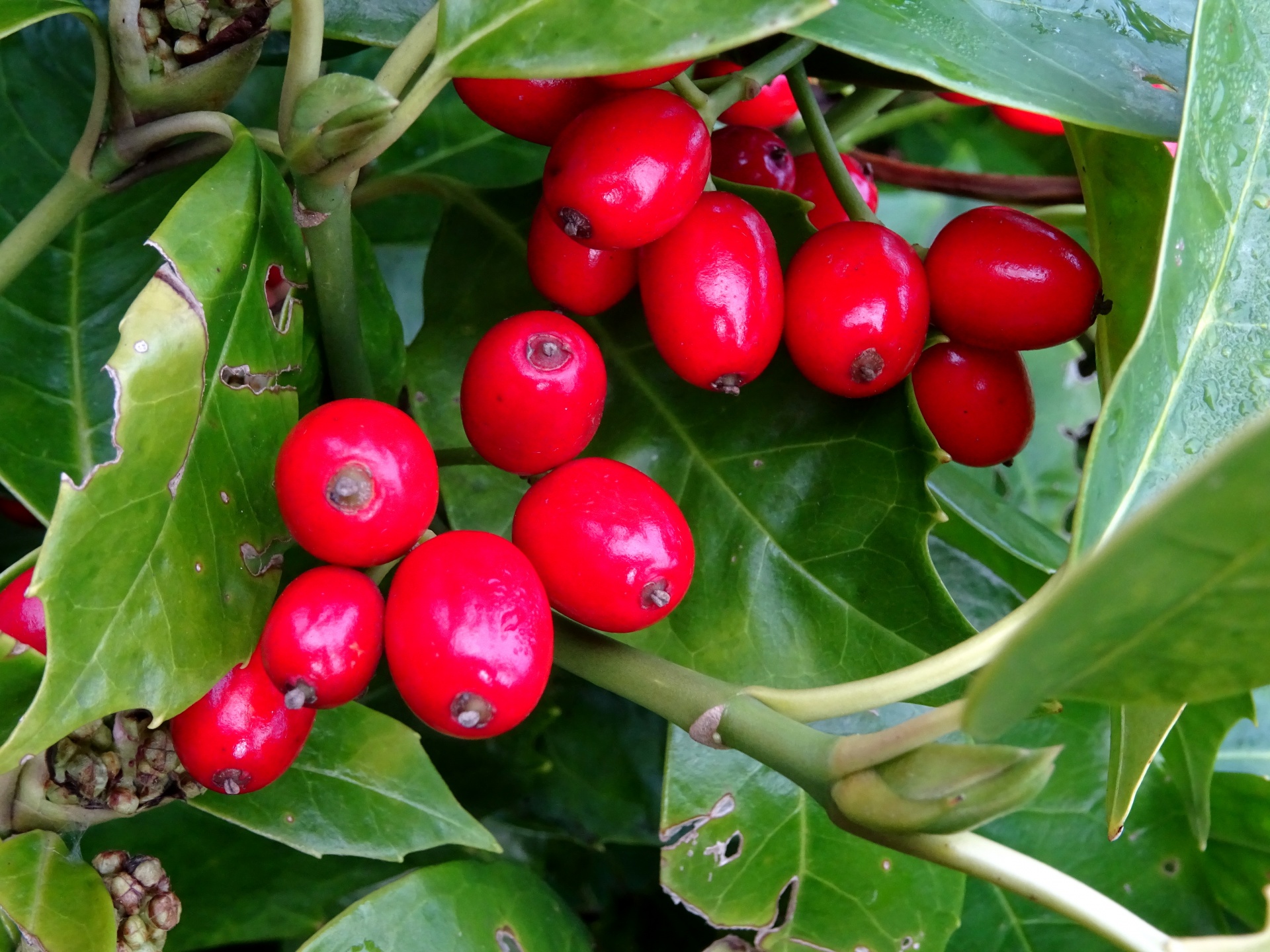 Красные ягоды виды. Красная продолговатая ягода. Красная овальная ягода. Длинная красная ягода. Красные вытянутые ягоды.