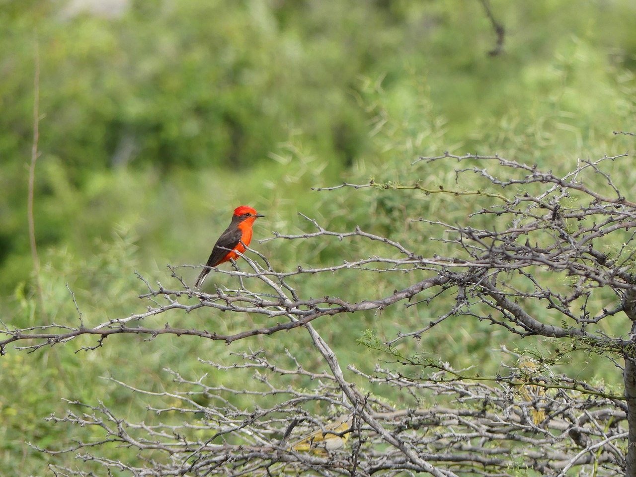 Raudona Paukštis, Dykumos Takakas, Kolumbija, Nemokamos Nuotraukos,  Nemokama Licenzija