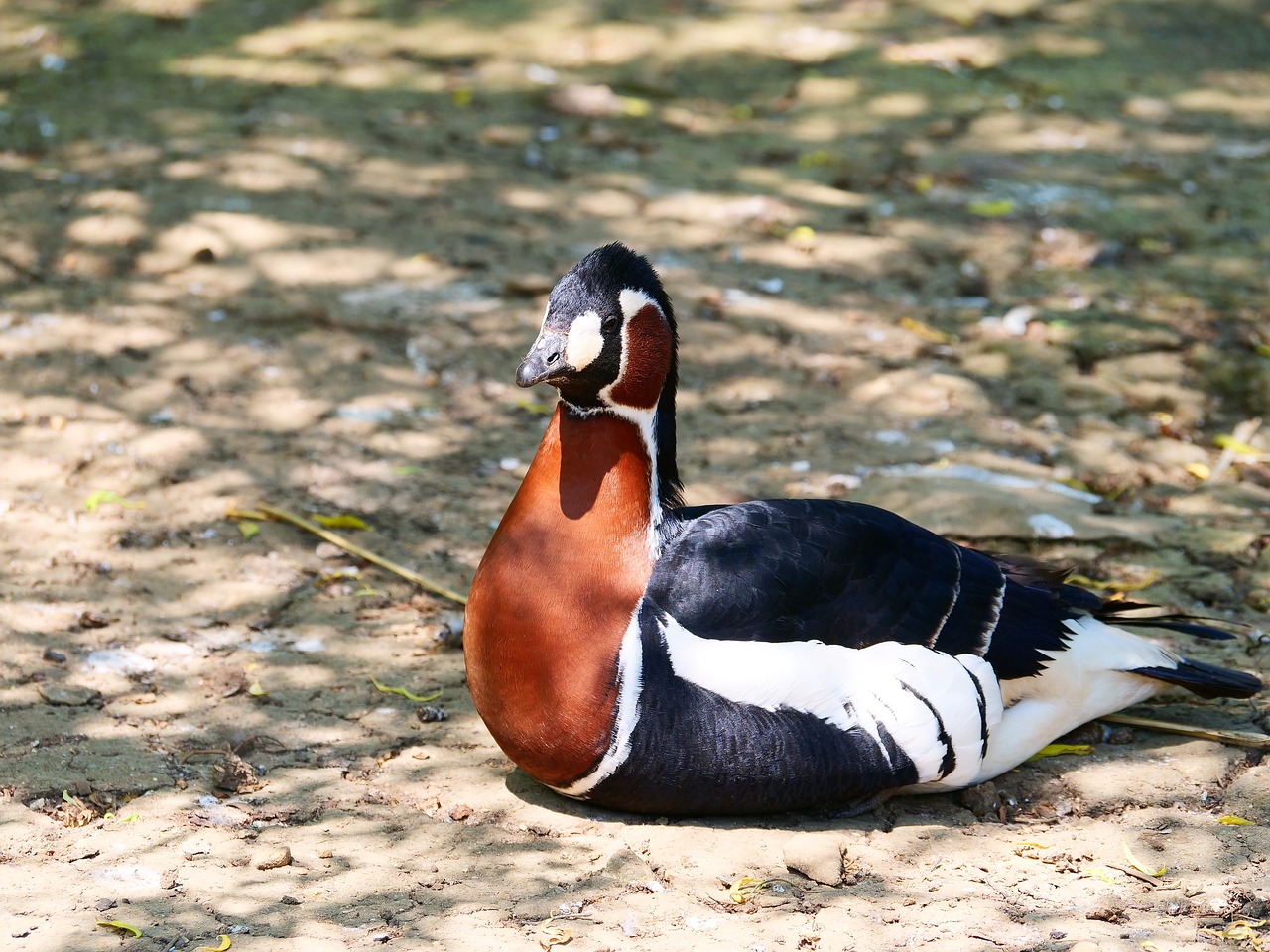 Raudona Krūtinėmis Žąsų,  Branta Ruficollis,  Paukštis,  Gyvūnas,  Gyvūnijos,  Vandens Paukščiai,  Gamta, Nemokamos Nuotraukos,  Nemokama Licenzija