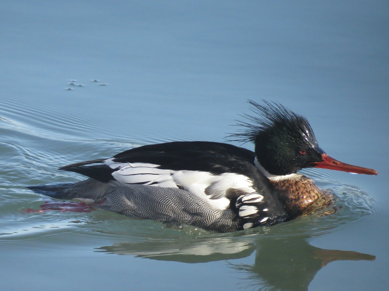 Raudona Krūtinėlė Merganser, Antis, Paukštis, Gamta, Laukinė Gamta, Maudytis, Nemokamos Nuotraukos,  Nemokama Licenzija