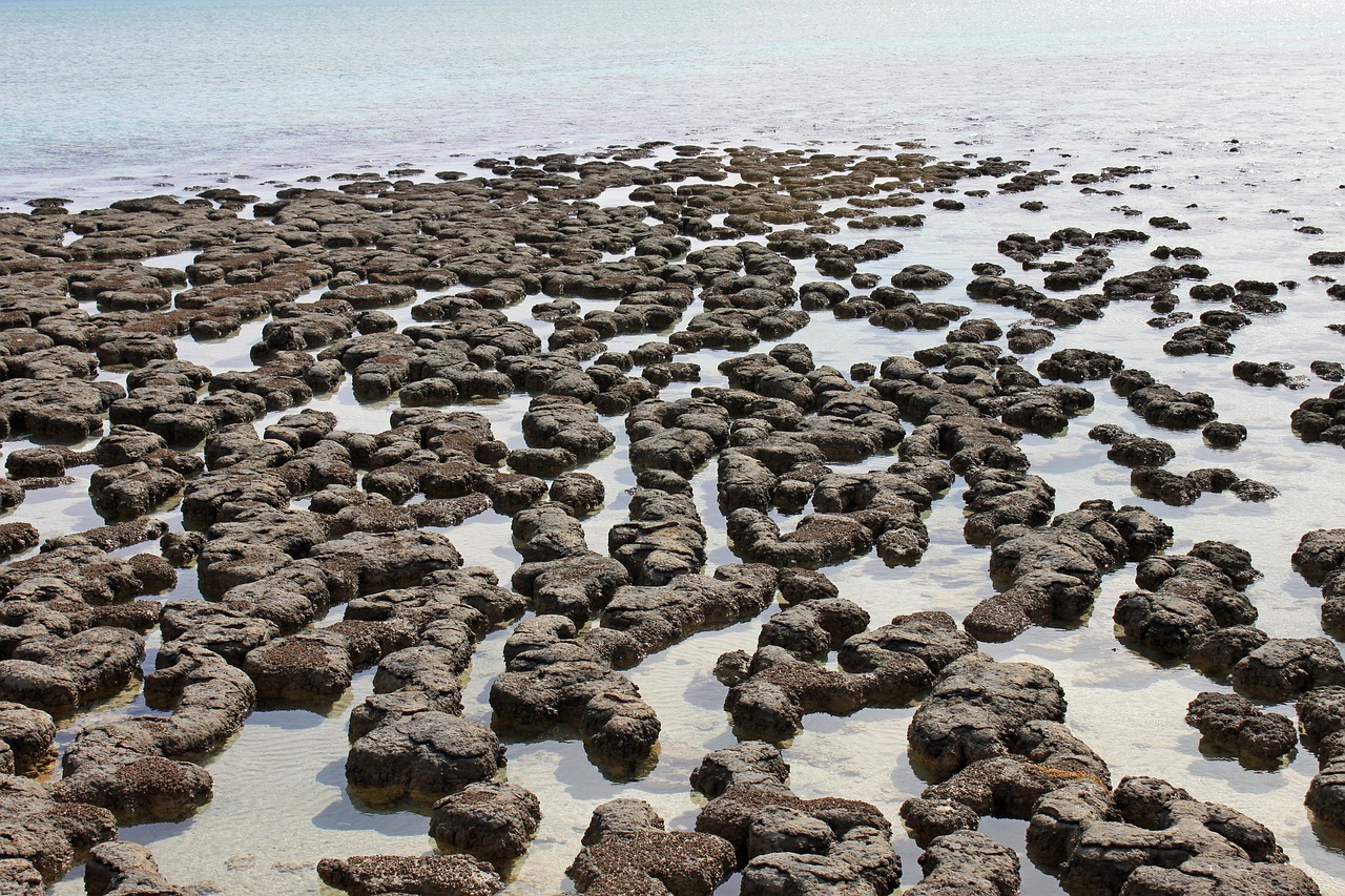 Raudoni Dangteliai, Australia, Stromatolitas, Kranto, Vanduo, Nemokamos Nuotraukos,  Nemokama Licenzija