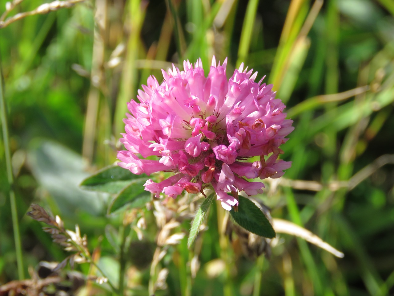 Raudonieji Dobilai, Trifolium Pratense, Dobilas, Gėlė, Gamta, Laukiniai, Nemokamos Nuotraukos,  Nemokama Licenzija