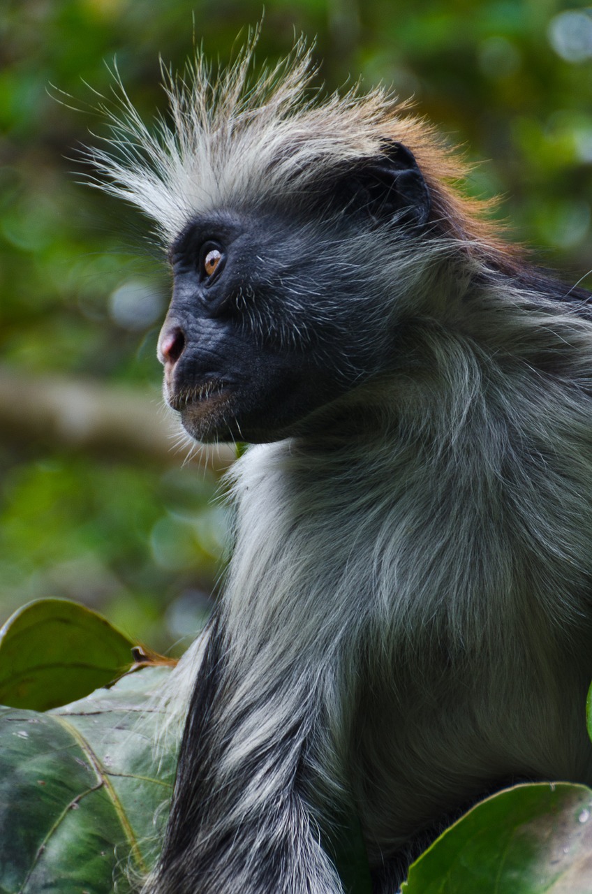 Raudona Balta Beždžionė, Beždžionė, Profilis, Kolobas, Afrika, Raudona, Nykstantis, Laukiniai, Zanzibaras, Gamta