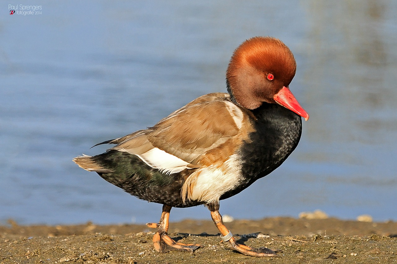 Raudonasis Crested Sodas, Antis, Vanduo, Zoologijos Sodas, Paukštis, Nemokamos Nuotraukos,  Nemokama Licenzija