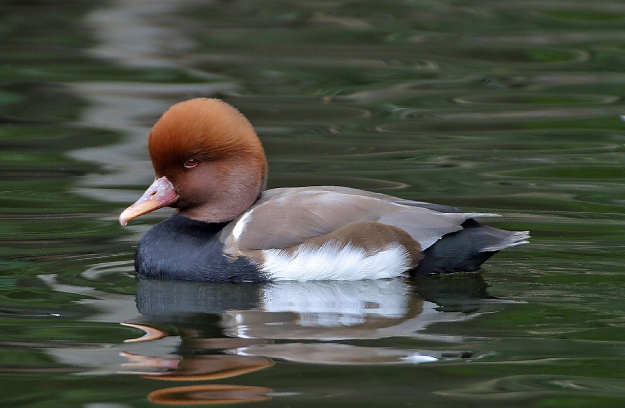 Raudonasis Crested Sodas, Antis, Maudytis, Netta Rufina, Laukinė Gamta, Plunksna, Vanduo, Plaukti, Tvenkinys, Ežeras