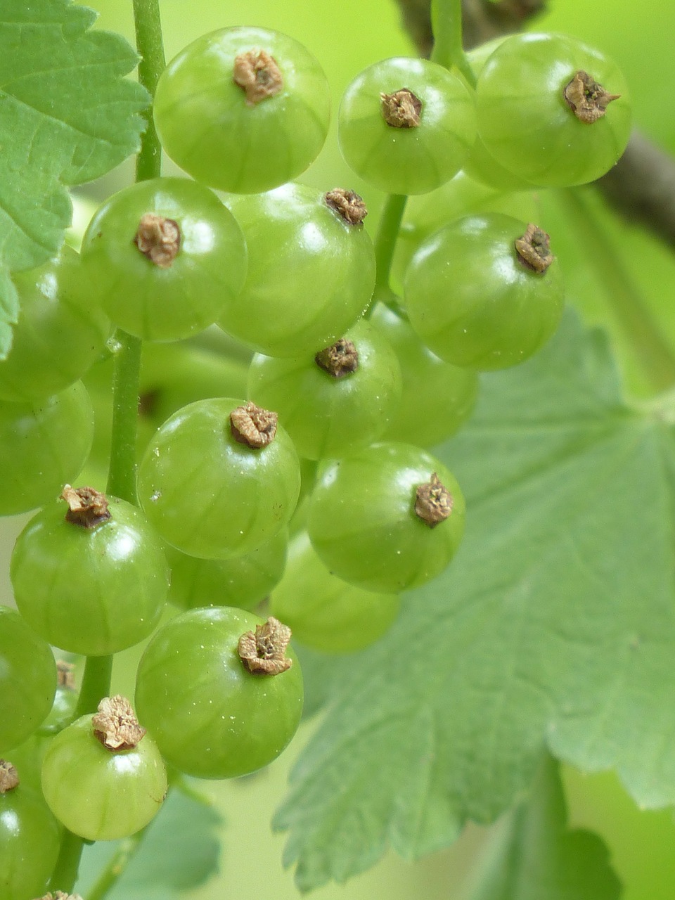 Raudonieji Serbentai, Uogos, Nesubrendusio, Krūmas, Ribes Rubrum, Sodo Serbentų, Serbentų, Ribos, Agrastų Šiltnamiai, Grossulariaceae