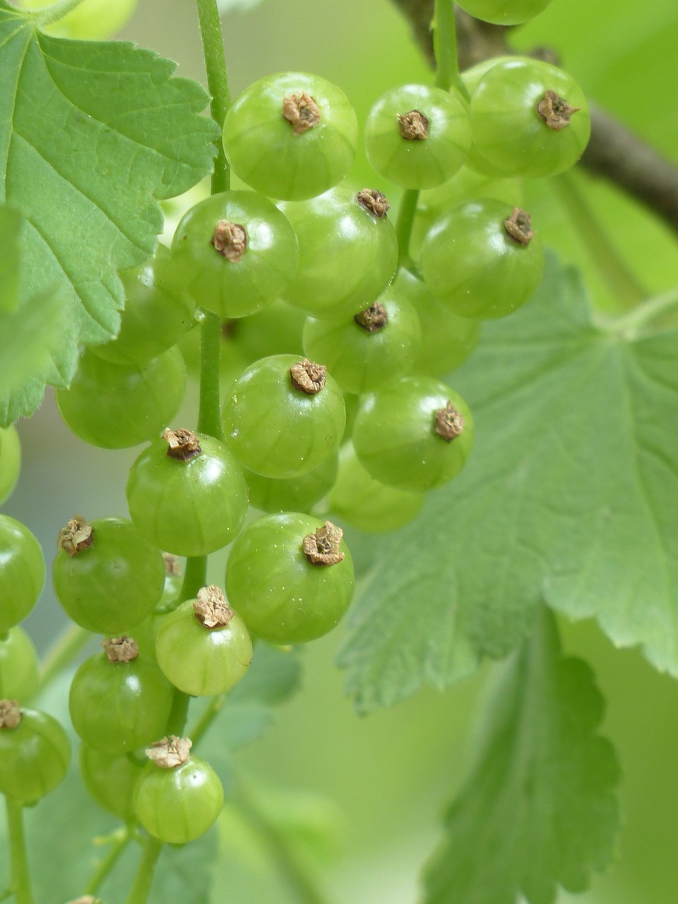 Raudonieji Serbentai, Uogos, Nesubrendusio, Krūmas, Ribes Rubrum, Sodo Serbentų, Serbentų, Ribos, Agrastų Šiltnamiai, Grossulariaceae