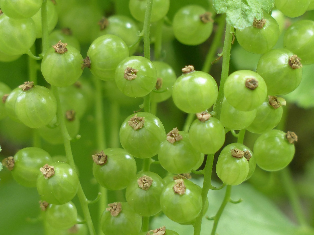 Raudonieji Serbentai, Uogos, Nesubrendusio, Krūmas, Ribes Rubrum, Sodo Serbentų, Serbentų, Ribos, Agrastų Šiltnamiai, Grossulariaceae