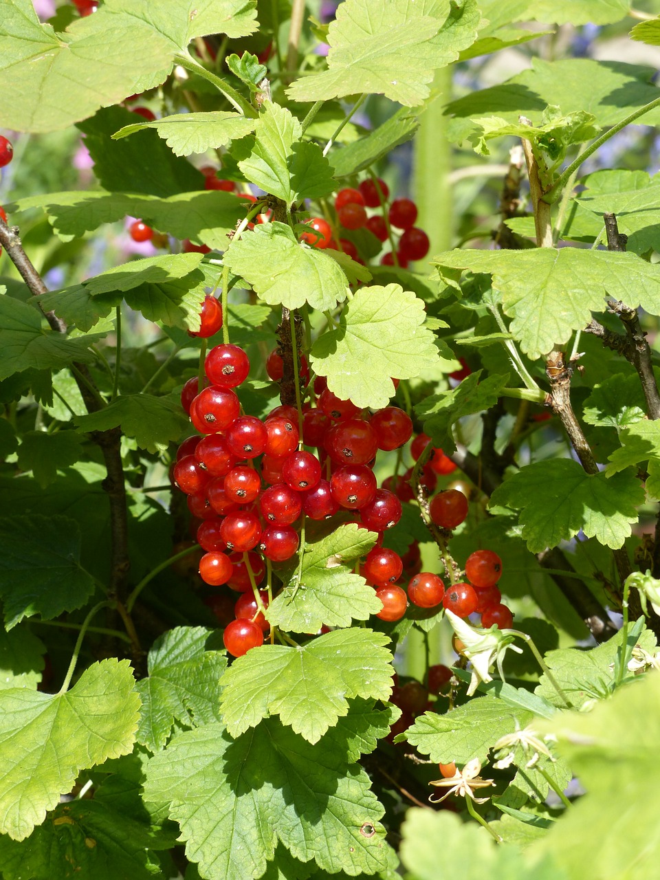 Raudonieji Serbentai, Serbentai, Agrastų Šiltnamiai, Uogos, Vaisiai, Raudona, Valgyti, Maistas, Saldus, Ribes Rubrum