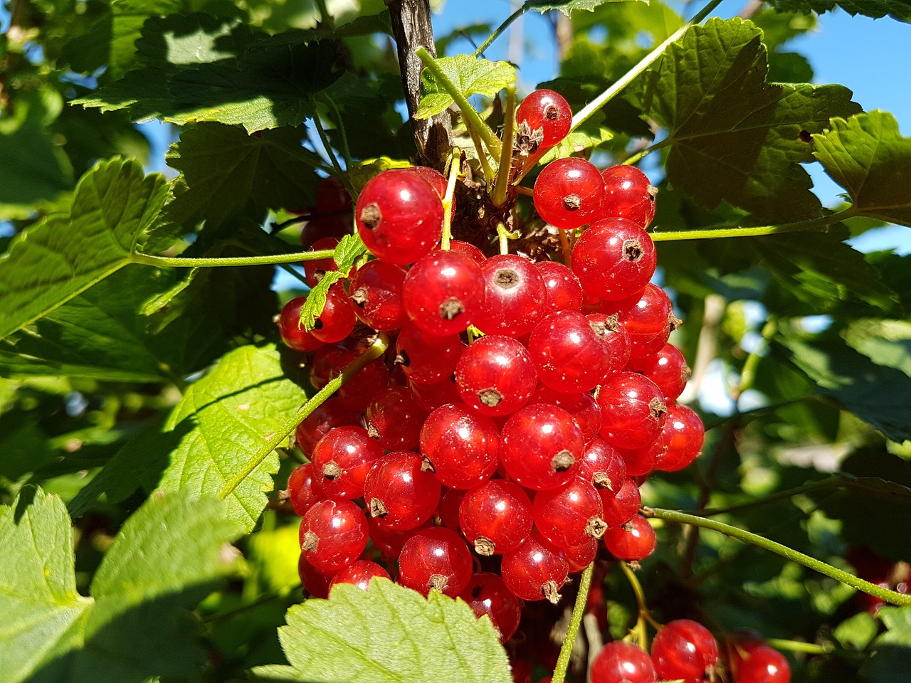 Raudonieji Serbentai, Uogos, Gamta, Sodas, Nemokamos Nuotraukos,  Nemokama Licenzija