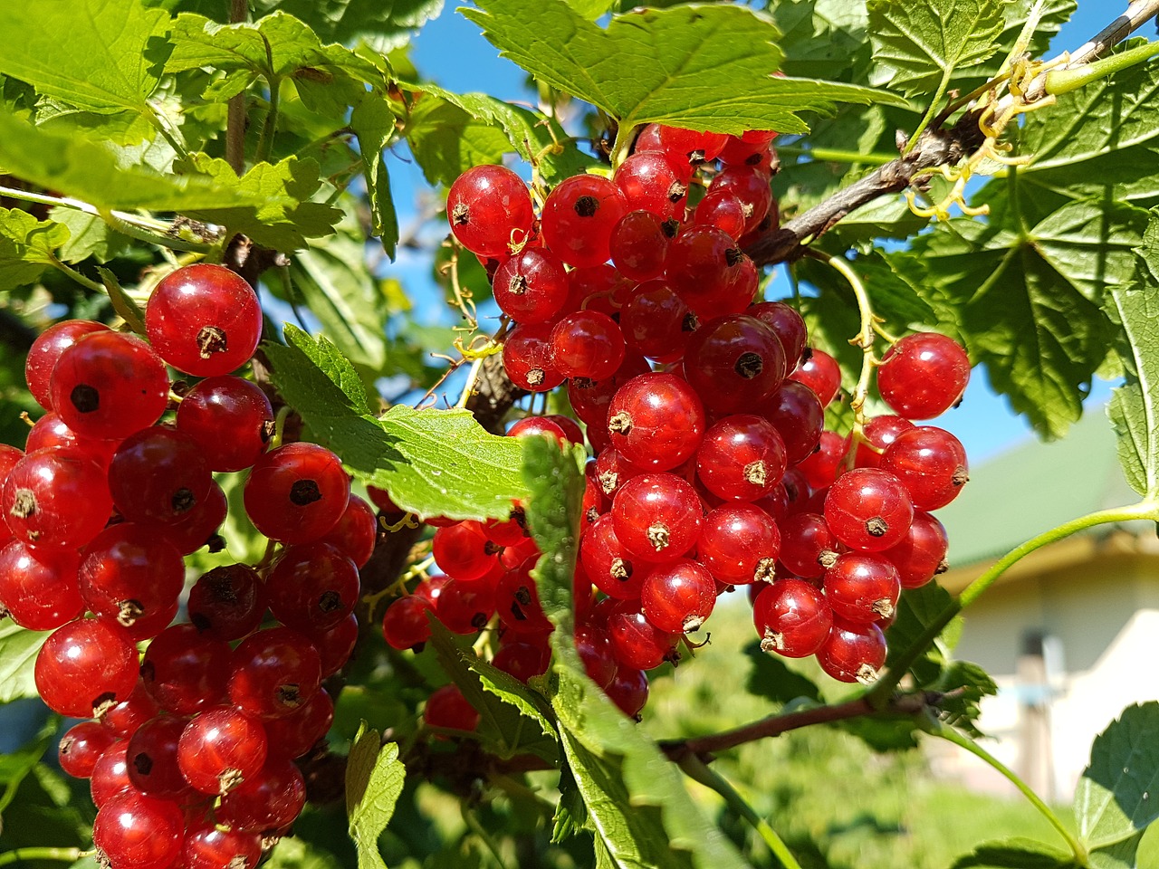 Raudonieji Serbentai, Uogos, Gamta, Sodas, Nemokamos Nuotraukos,  Nemokama Licenzija