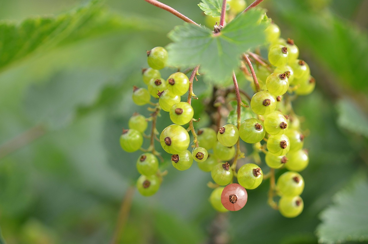 Raudonieji Serbentai, Uogos, Nesubrendusio, Krūmas, Ribes Rubrum, Sodo Serbentų, Serbentų, Ribos, Agrastų Šiltnamiai, Grossulariaceae