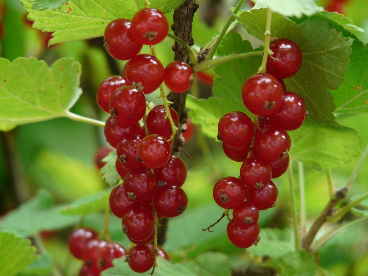 Raudonieji Serbentai, Serbentai, Agrastų Šiltnamiai, Uogos, Vaisiai, Raudona, Valgyti, Maistas, Saldus, Ribes Rubrum