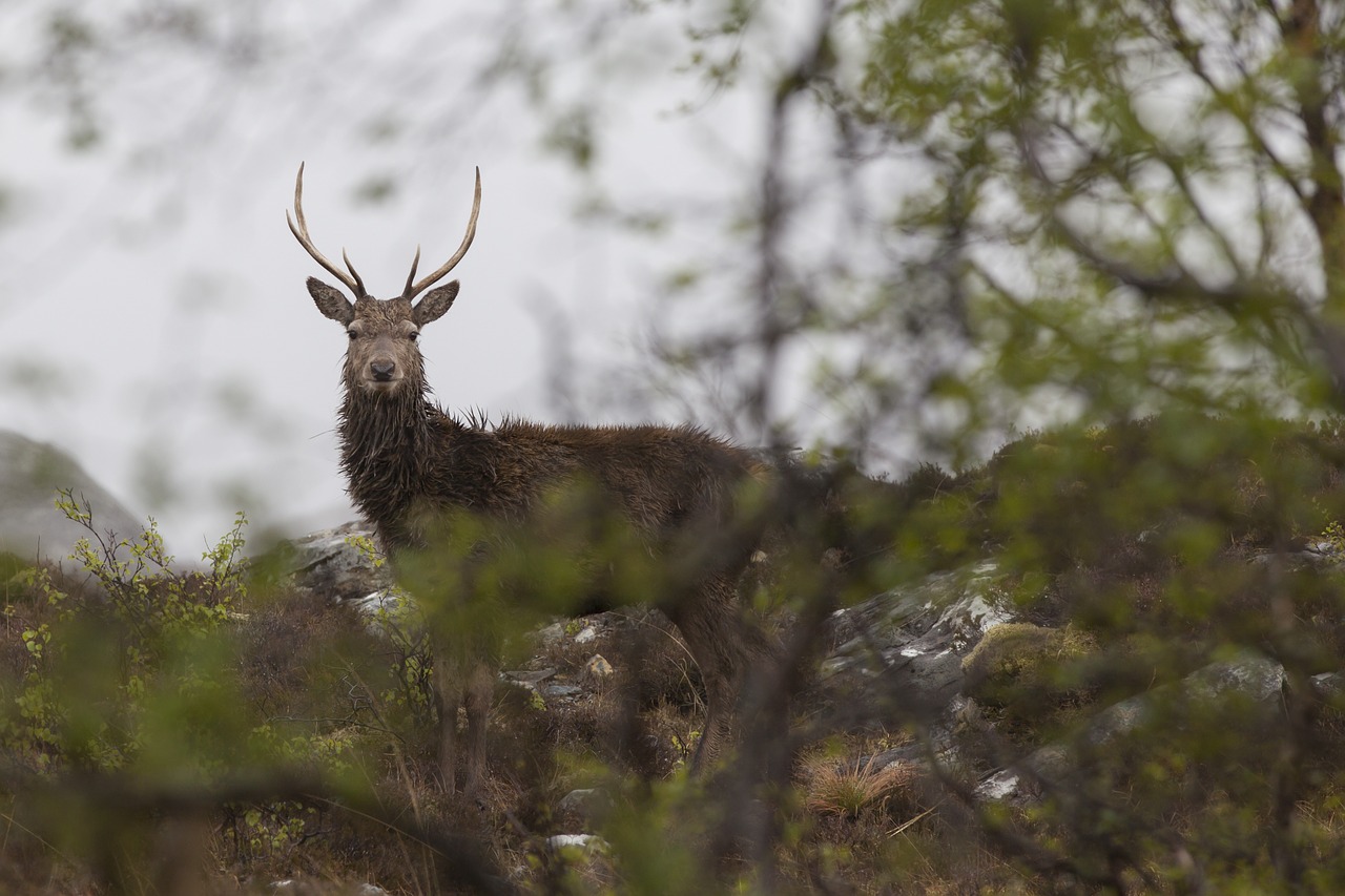 Raudonas Elnias, Škotija, Highlands, Laukinė Gamta, Elnias, Buck, Antlers, Elnių Medžioklė, Nemokamos Nuotraukos,  Nemokama Licenzija