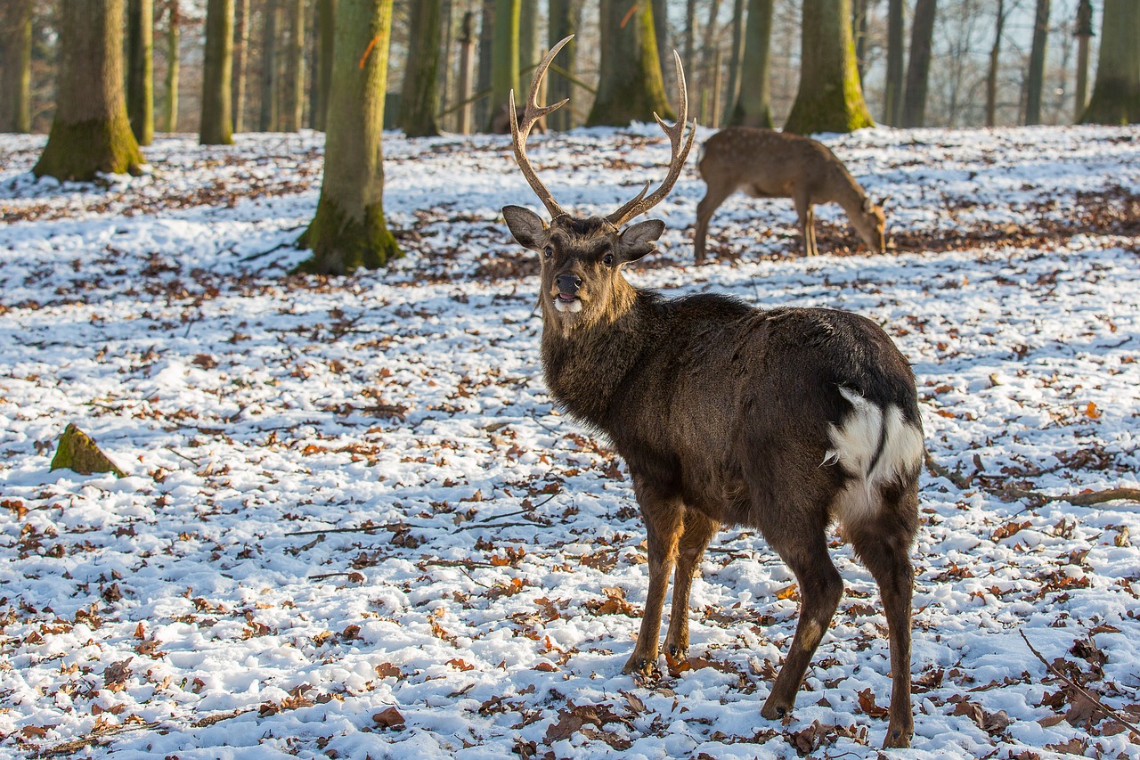 Raudonas Elnias, Hirsch, Antler, Alkūnės Vežėjas, Nemokami Elnias, Nemokamos Nuotraukos,  Nemokama Licenzija