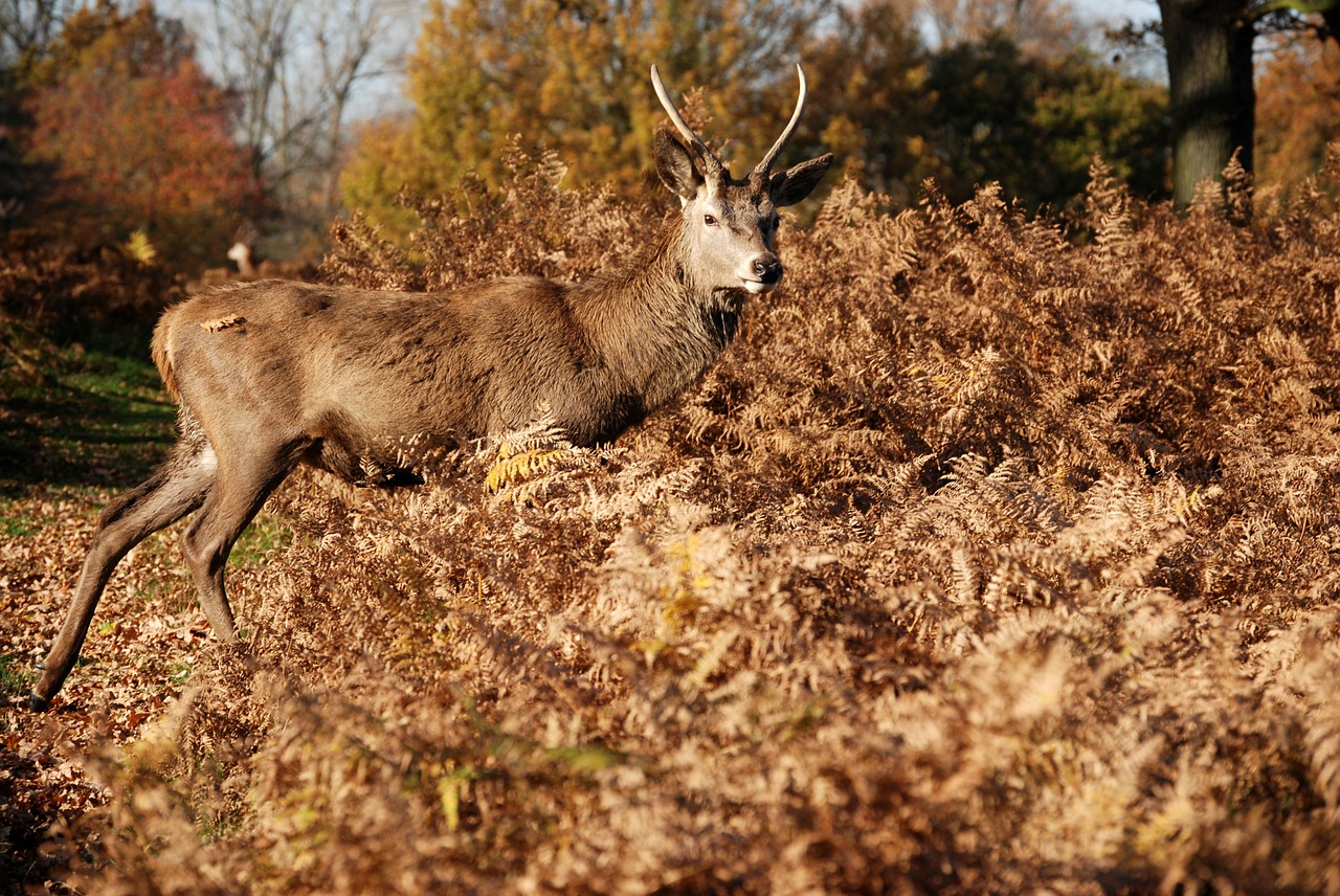 Raudonas Elnias, Cervus Elaphus, Richmond Park, Laukinė Gamta, Ežeras, Antlers, Nemokamos Nuotraukos,  Nemokama Licenzija