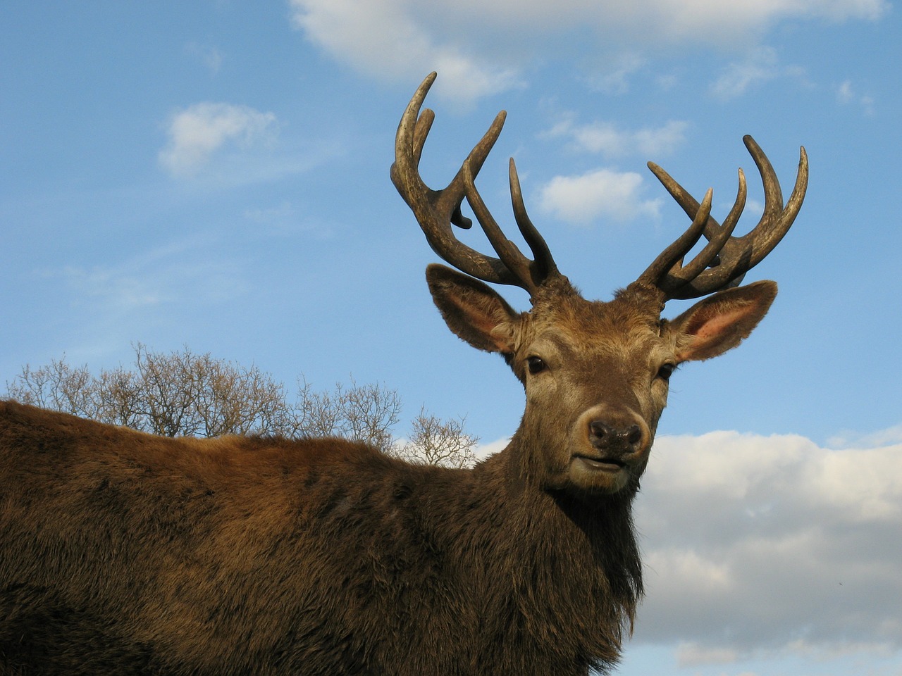 Raudonas Elnias, Ežeras, Parkas, Laukinė Gamta, Patinas, Išsaugoti, Žinduolis, Gamta, Ragai, Antlers