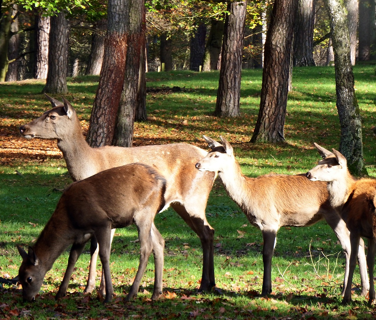 Raudonųjų Elnių Grupė, Raudonas Elnias, Lapkritis, Ruduo, Miškas, Miškininkystė, Rudens Miškas, Nemokamos Nuotraukos,  Nemokama Licenzija