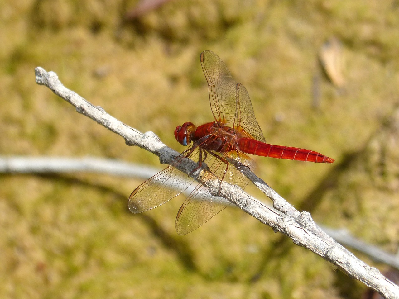 Raudona Lazda, Cañas, Pelkė, Eritrozės Kroketemas, Sparnuotas Vabzdys, Libelulido, Nemokamos Nuotraukos,  Nemokama Licenzija