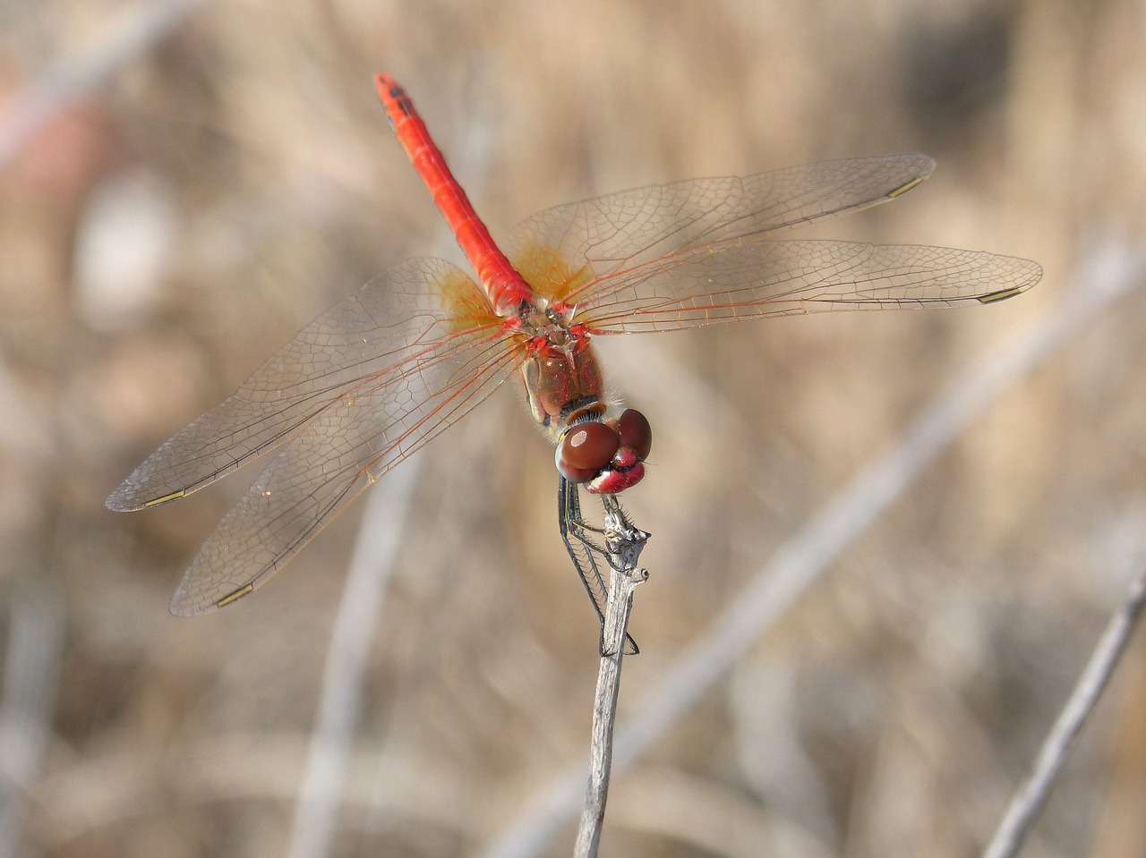 Raudona Lazda, Išsamiai, Filialas, Sparnuotas Vabzdys, Simpetrum Fonscolombii, Nemokamos Nuotraukos,  Nemokama Licenzija