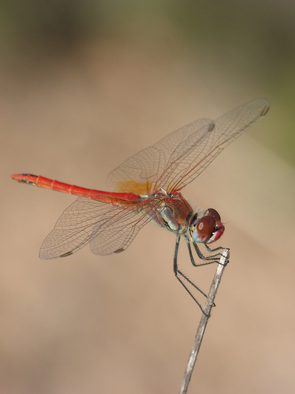 Raudona Lazda, Išsamiai, Filialas, Sparnuotas Vabzdys, Simpetrum Fonscolombii, Nemokamos Nuotraukos,  Nemokama Licenzija