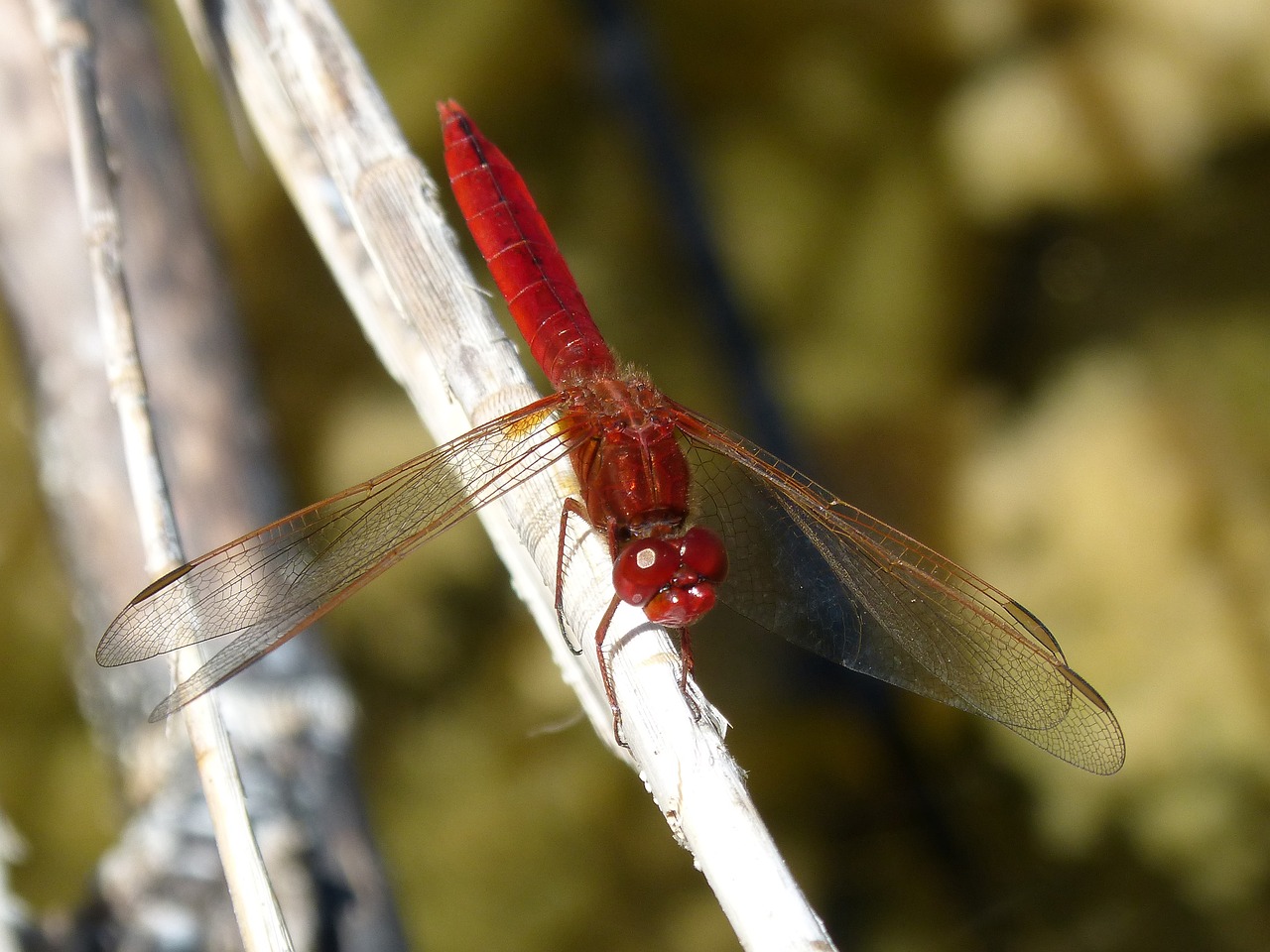 Raudona Lazda, Lazda, Filialas, Pelkė, Išsamiai, Eritrozės Kroketemas, Nemokamos Nuotraukos,  Nemokama Licenzija