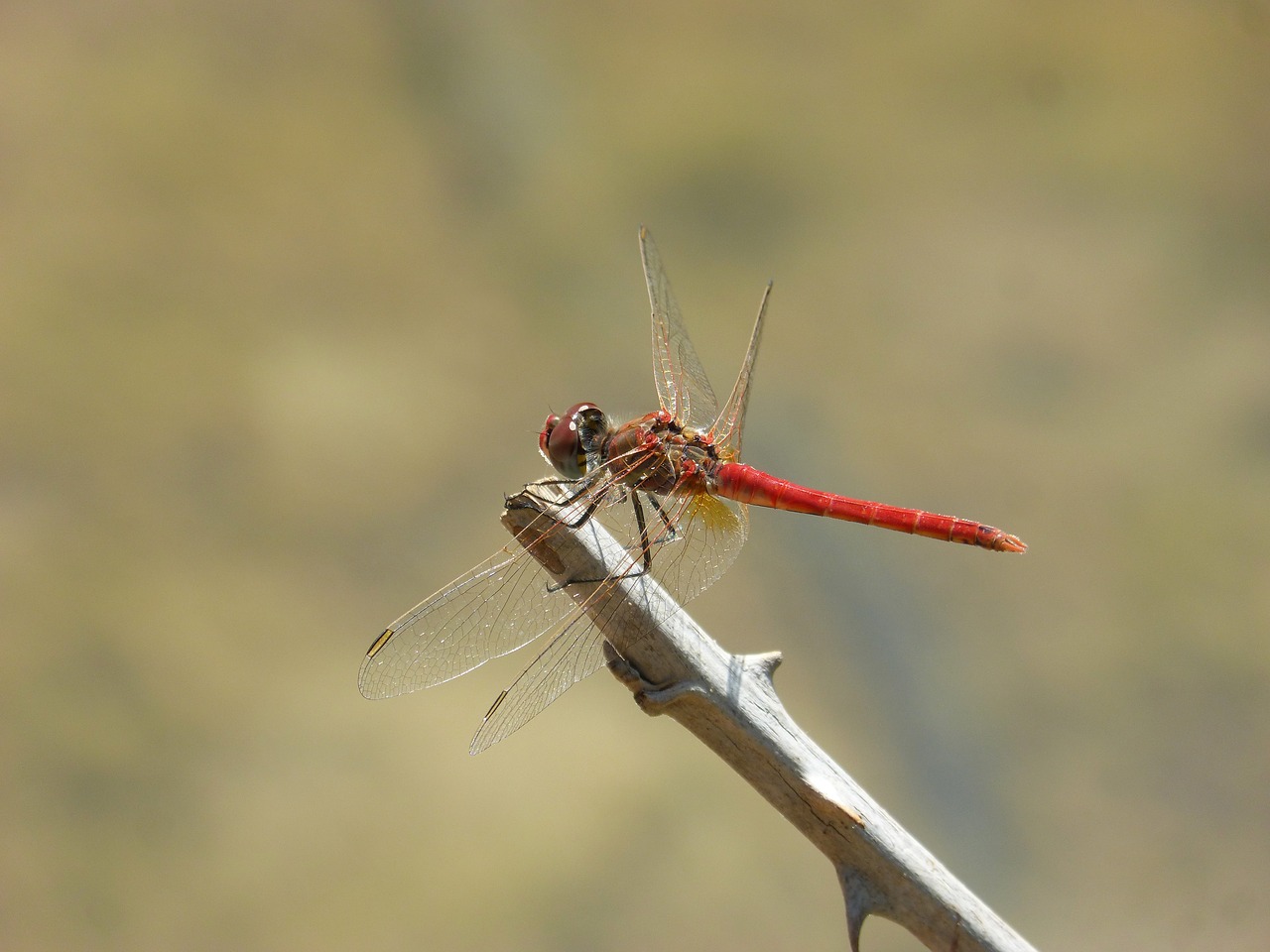 Raudona Lazda, Filialas, Erškėčių, Simpetrum Sinaiticum, Pelkė, Tvenkinys, Sparnuotas Vabzdys, Nemokamos Nuotraukos,  Nemokama Licenzija