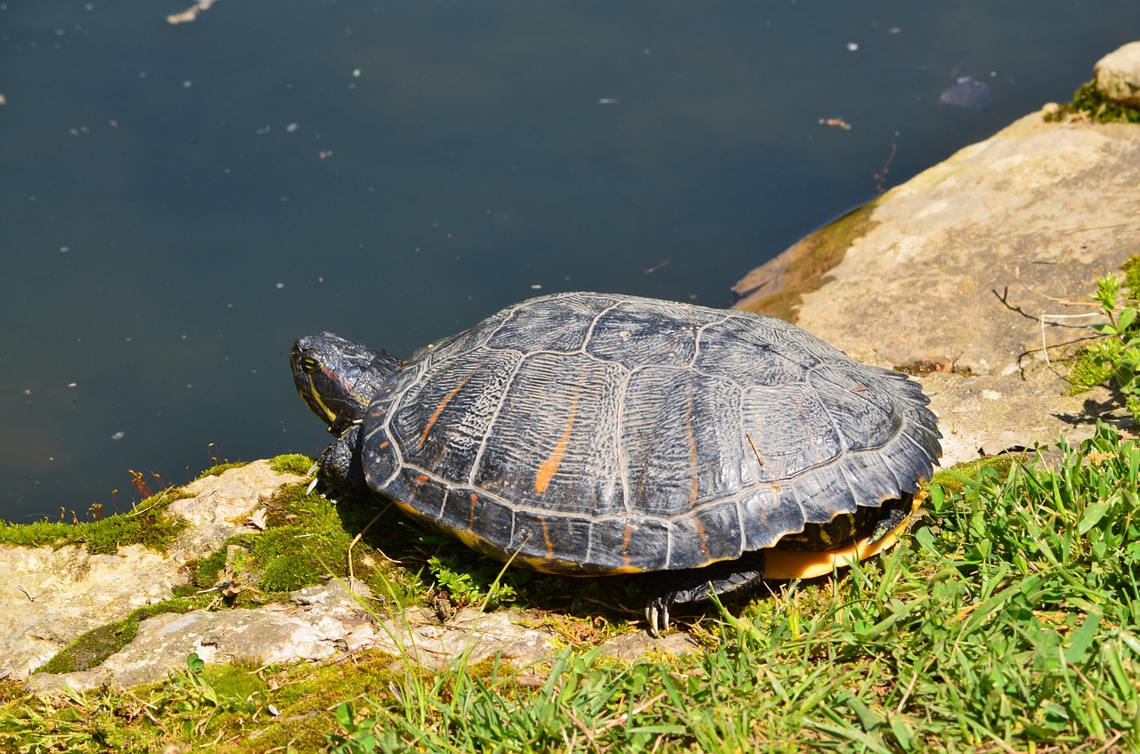 Raudonasis Vėžlys, Ropliai, Vandens, Laukinė Gamta, Tvenkinys, Lukštas, Slankiklį, Vanduo, Šarvai, Pusiau Vandens