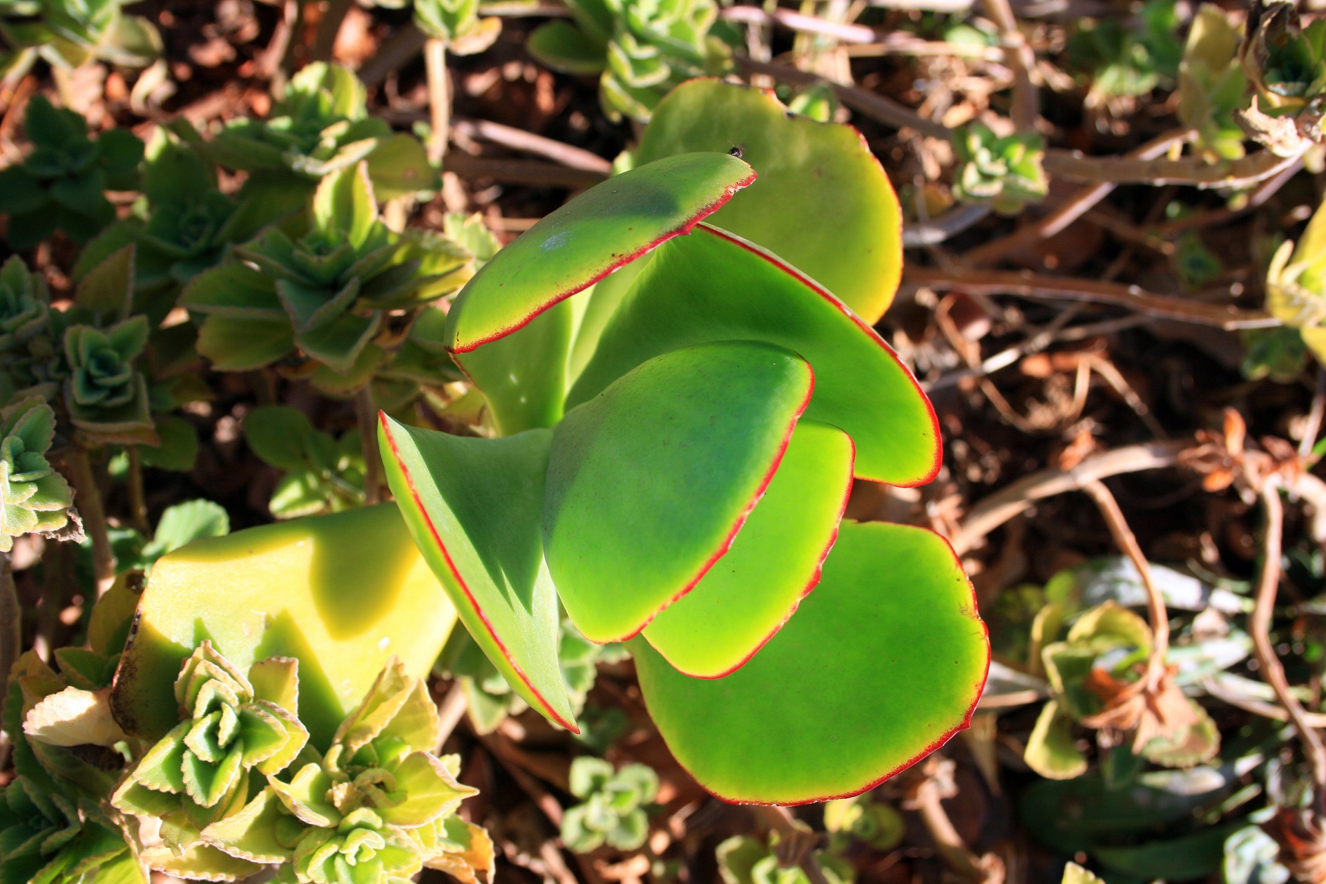 Cotyledon,  Plakkie,  Kiaulės Ausis,  Sultingas,  Raudonas Kraštas Ant Sultingų Lapų, Nemokamos Nuotraukos,  Nemokama Licenzija