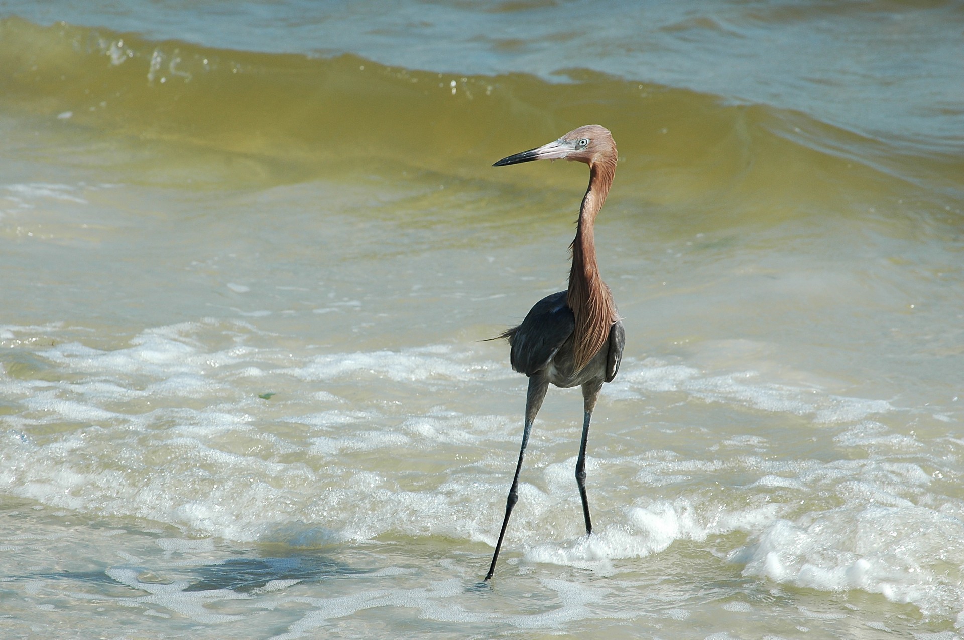 Raudona & Nbsp,  Egret,  Heronas,  Egret,  Paukštis,  Paukštis,  Vandenynas,  Naršyti,  Vada,  Papludimys