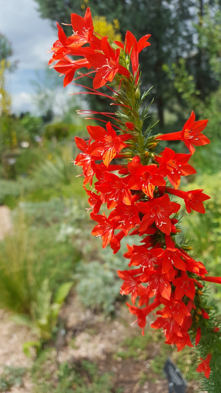 Nuolatinis Kiparisas, Ipomopsis Rubra, Raudona, Ilgai, Gėlė, Denveras, Botanikos Sodai, Nemokamos Nuotraukos,  Nemokama Licenzija