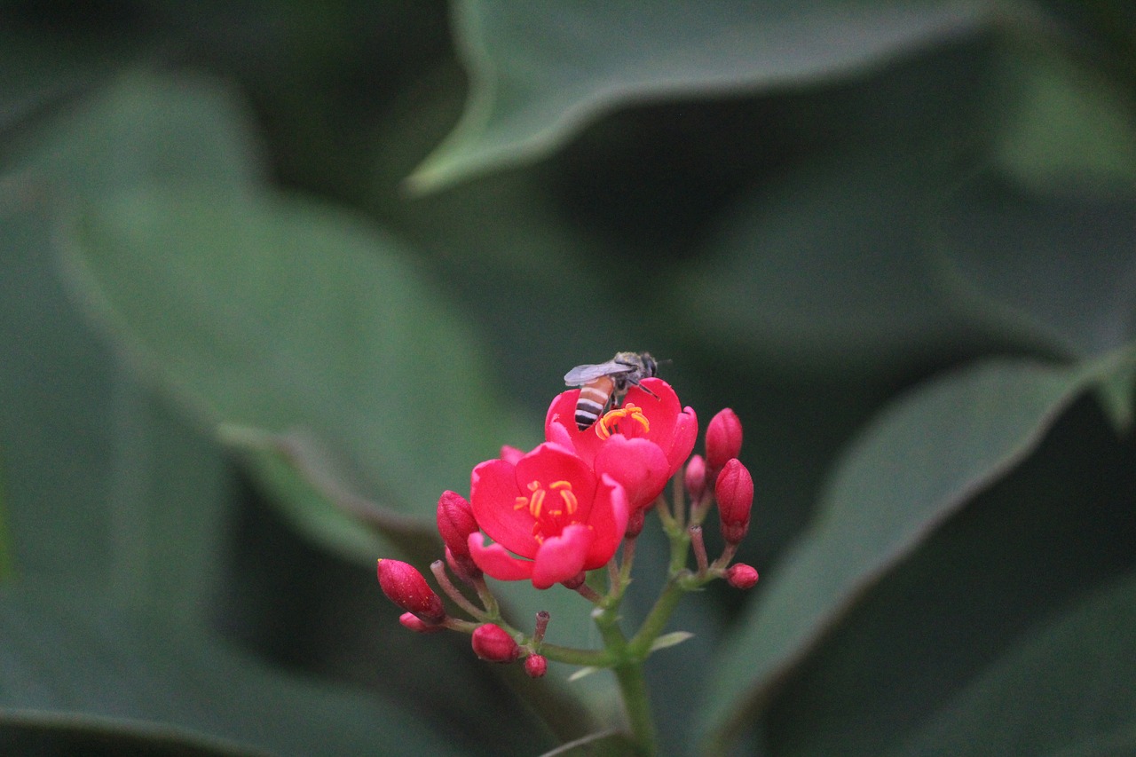 Raudona Gėlė, Medaus Bitė, Apdulkinimas, Nemokamos Nuotraukos,  Nemokama Licenzija