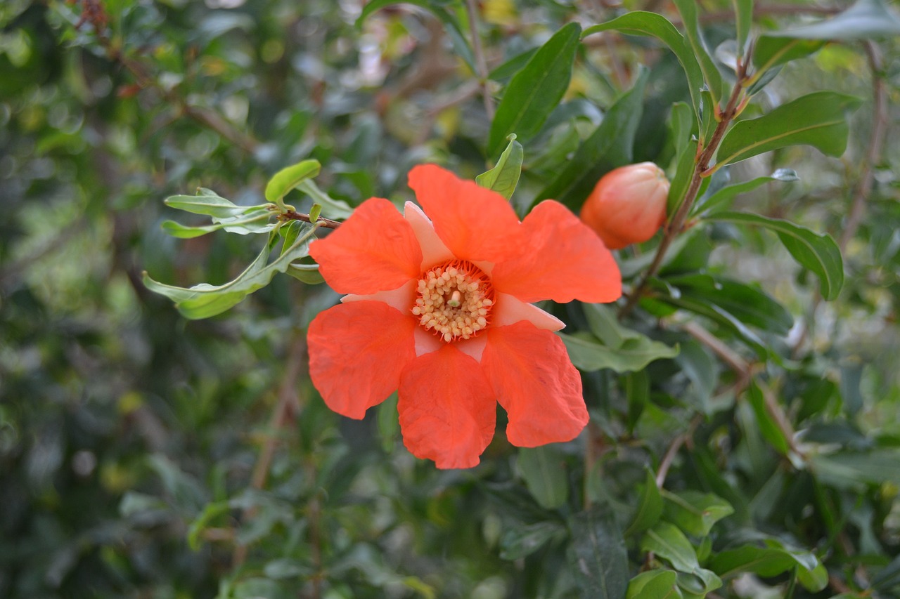 Raudona Gėlė, Granatų Gėlė, Granado, Punica Granatus, Gėlės, Nemokamos Nuotraukos,  Nemokama Licenzija