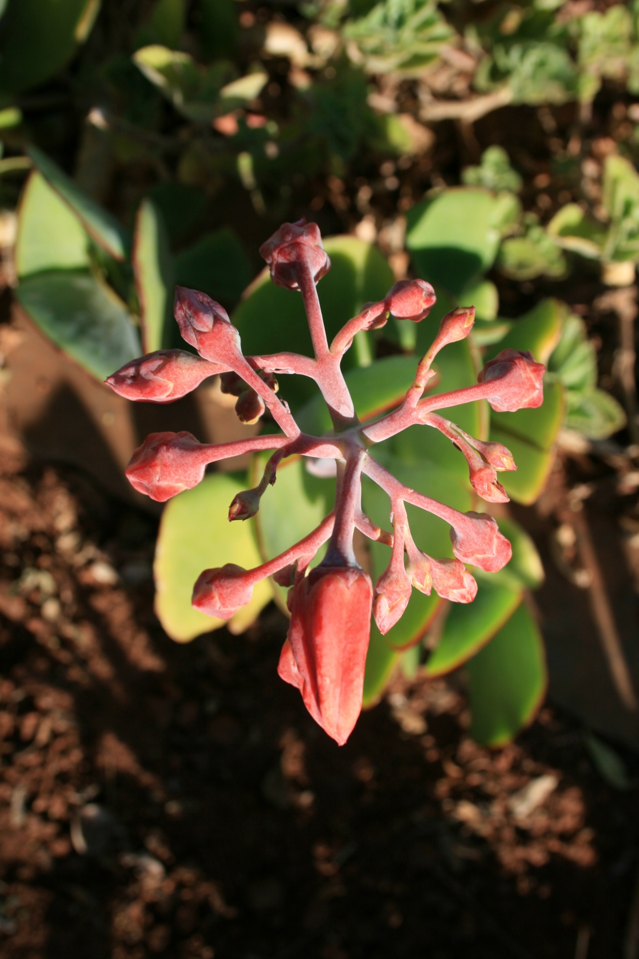 Cotyledon,  Plakkie,  Kiaulės Ausis,  Sultingas,  Gėlė,  Raudona,  Pumpurai,  Raudona Gėlė Plakkie Sultinga, Nemokamos Nuotraukos,  Nemokama Licenzija