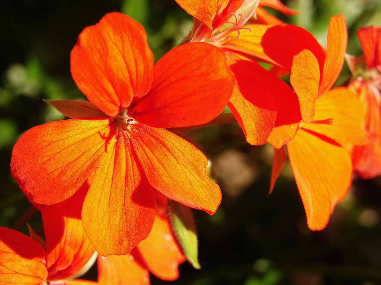 Hibiscus, Raudonos Gėlės, Gėlės, Sodas, Natūralus, Nemokamos Nuotraukos,  Nemokama Licenzija