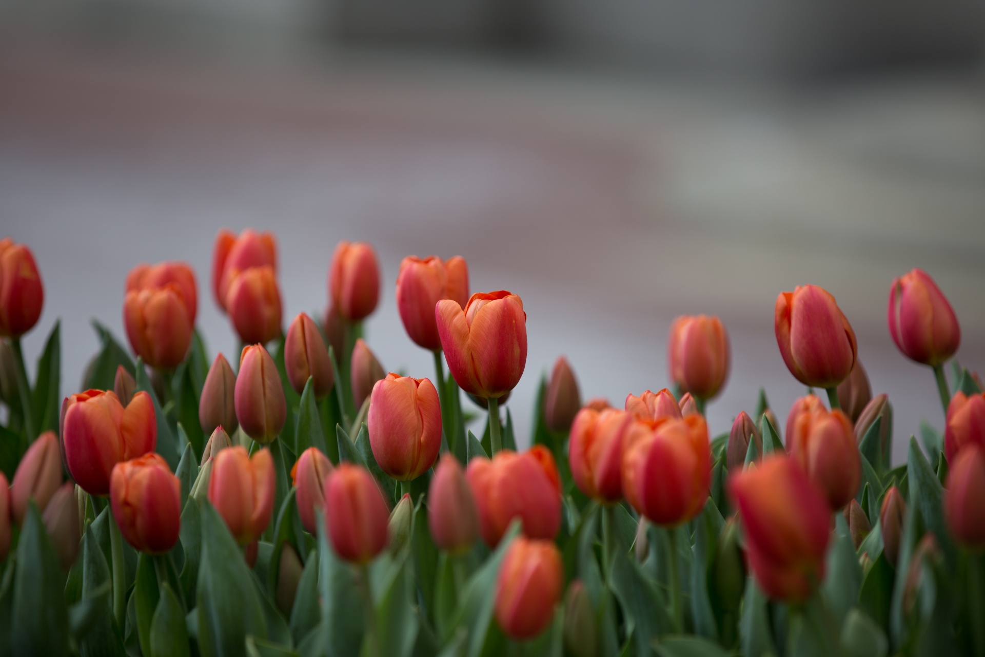 Žydėti,  Žydi,  Žiedas,  Puokštė,  Šviesus,  Spalva,  Spalvinga,  Elegantiškas,  Laukas,  Flora