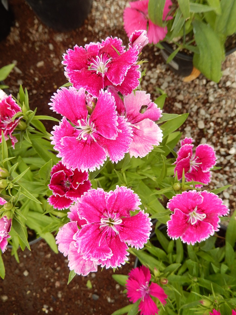 Dianthus, Gvazdikas, Raudonos Gėlės, Gėlė, Sodas, Augalai, Dianthus Caryophyllus, Nemokamos Nuotraukos,  Nemokama Licenzija