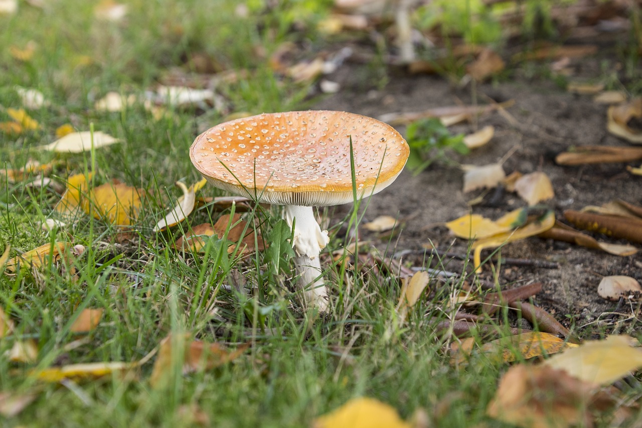 Гриб подорожник. Шампиньон Луговой Agaricus Campestris. Грибы на лугу. Гриб подорожник съедобный.