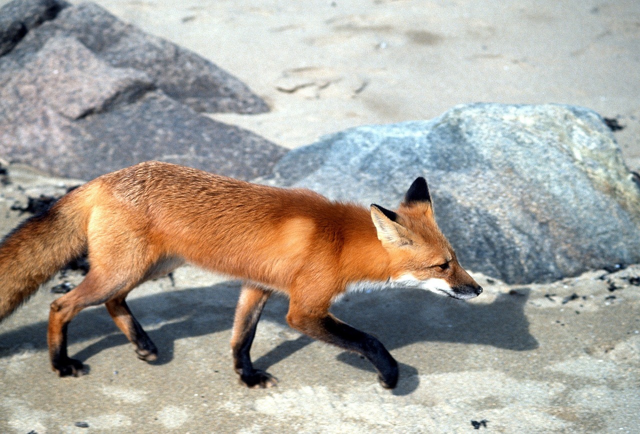 Raudona Lapė, Laukinė Gamta, Gamta, Medžioklė, Sniegas, Plėšrūnas, Vulpes Vulpes, Vaikščioti, Dykuma, Laukiniai