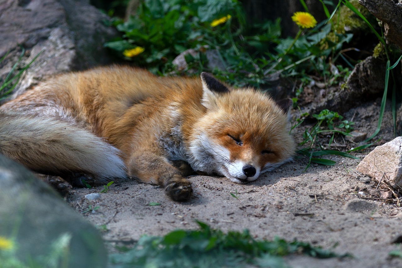 Raudona Lapė,  Gyvūnas,  Žinduolis,  Pobūdį,  Gyvūnijos Pasaulyje,  Fuchs,  Laukinis Gyvūnas,  Vulpes Vulpes, Nemokamos Nuotraukos,  Nemokama Licenzija